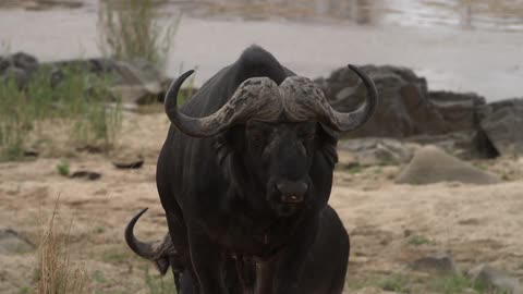 A wild bison walks ways from water