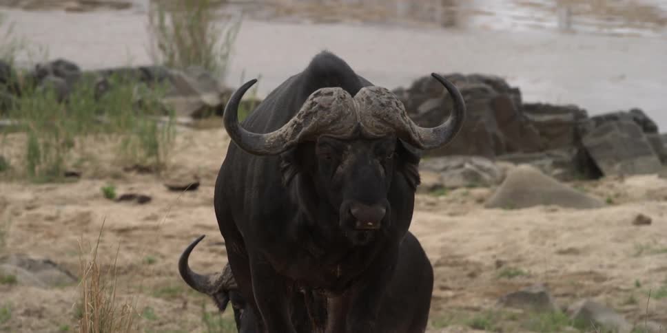 A wild bison walks ways from water