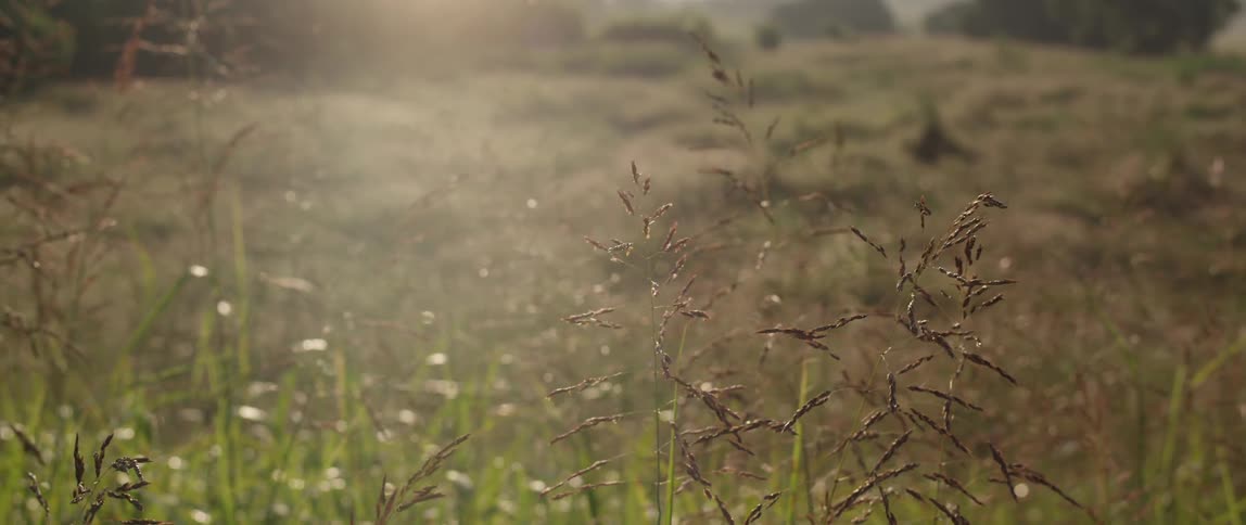 Weeds grow in a sunny field