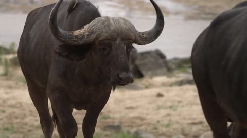 Two oxen walking in a sandy place with birds on their backs