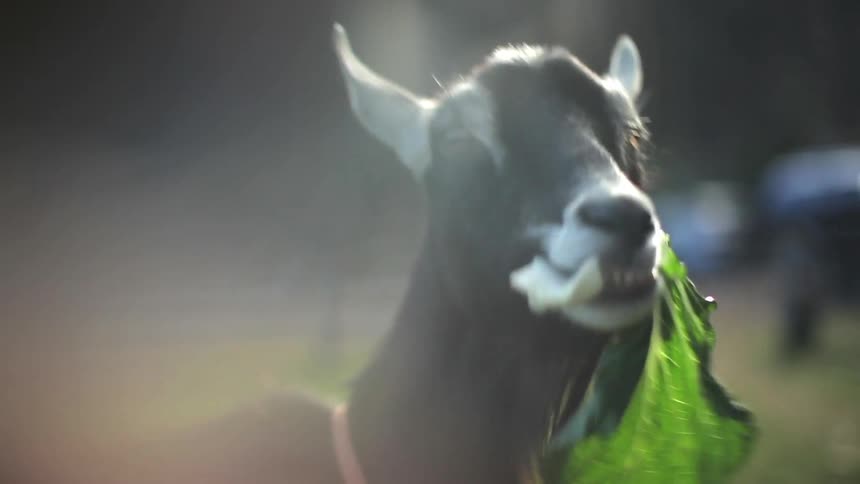 Goat eating lettuce that it is being handed