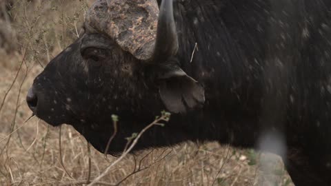 A yak stands in a grassy area