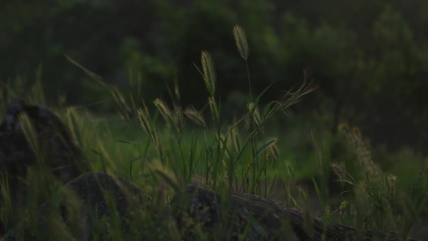 Blades of grass