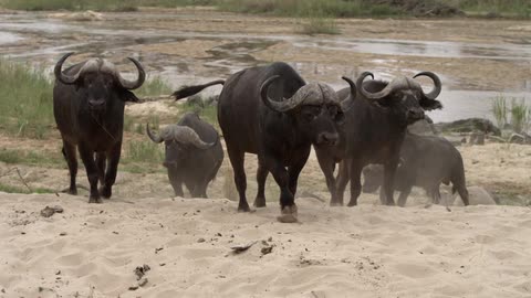 A herd of wild buffalo walks on the sand