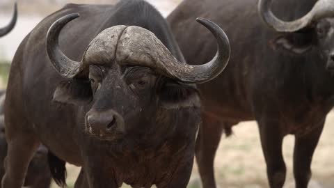 Two water buffalo standing together, while one looks around sleepily