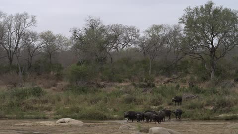 A group of yak enter shallow water