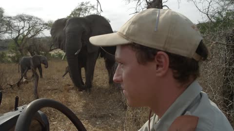 Park ranger driving an all terrain vehicle through grassland near elephants