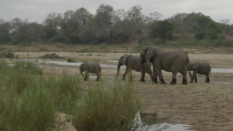 A small herd of elephants