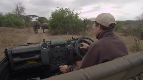 A man driving a jeep on a dirt road and stopping as he nears a group of elephants