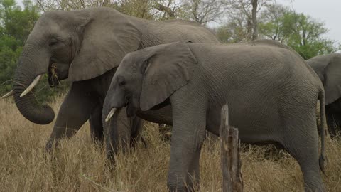 Two elephants graze on dry grasses near some green trees