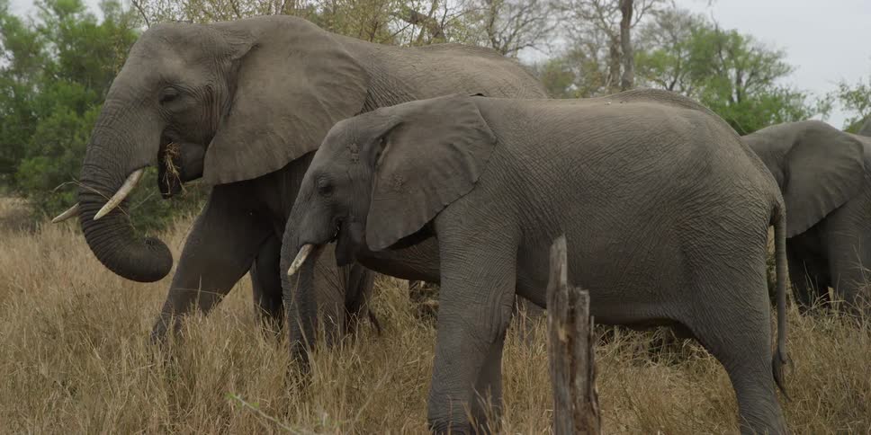 Two elephants graze on dry grasses near some green trees