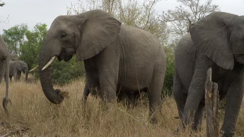 A heard of elephants eating grass