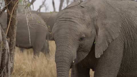 An elephants eats grass