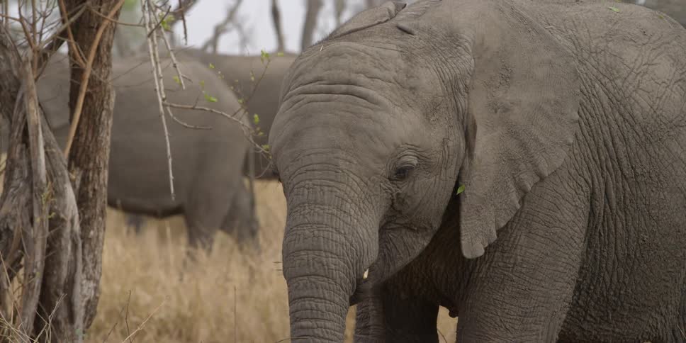 An elephants eats grass