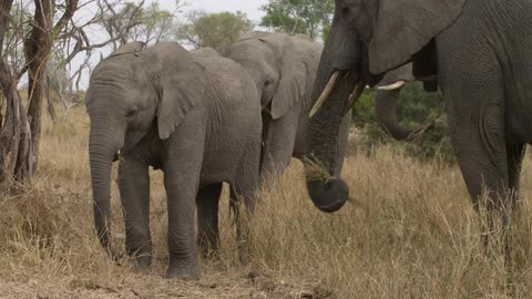 A heard of elephants eating grass