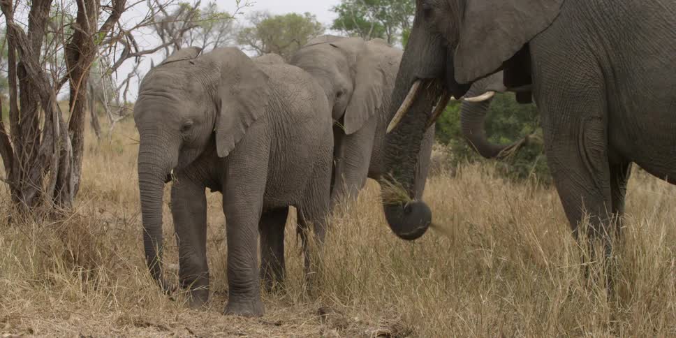 A heard of elephants eating grass