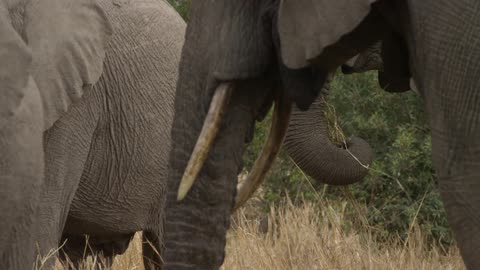 Elephants eat grass in a field
