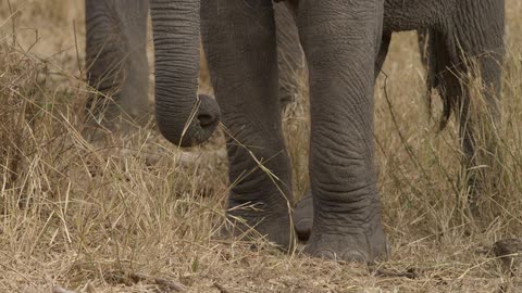 Elephants grab grass with their trunk in the field