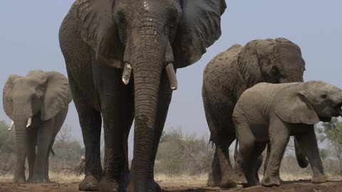 A pack of elephants next to a watering hole