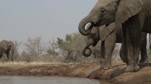 Elephants drinking from water hole