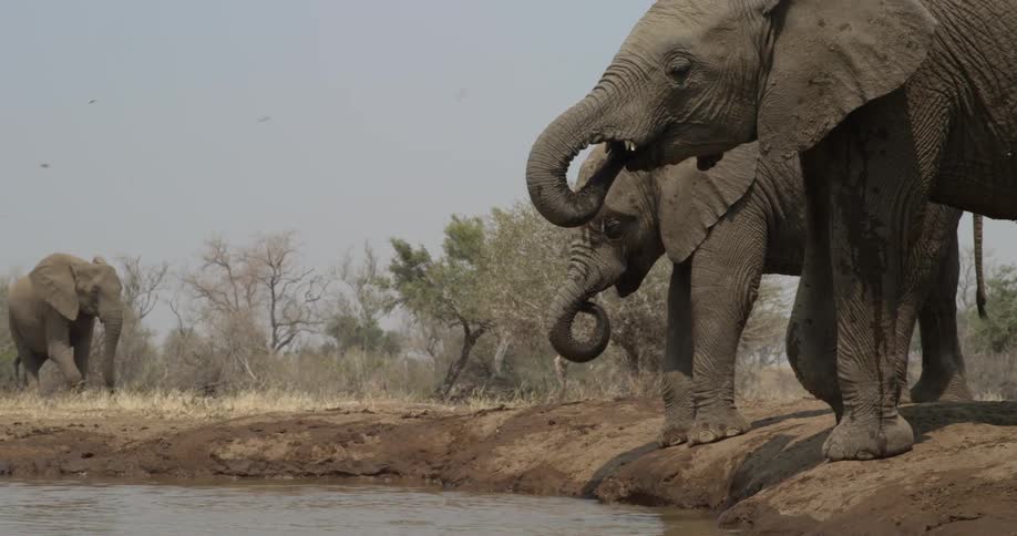 Elephants drinking from water hole