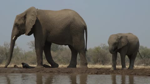 Elephants drinking from a water hole