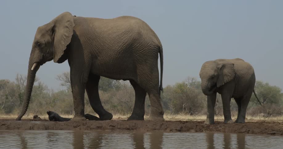 Elephants drinking from a water hole