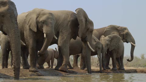 Herd of elephant drink from water hole