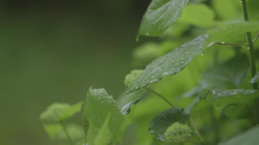 Water drips from rustling green leaves