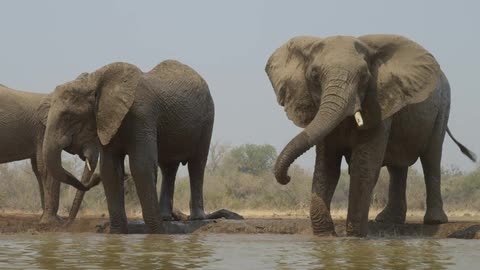 A herd of elephants standing around