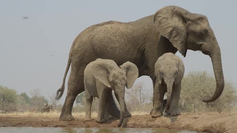 A mother elephant with her two babes next to a watering hole