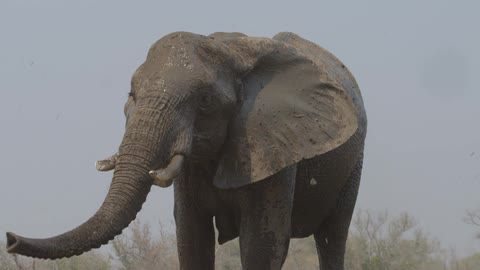 An elephant throwing dirt on itself