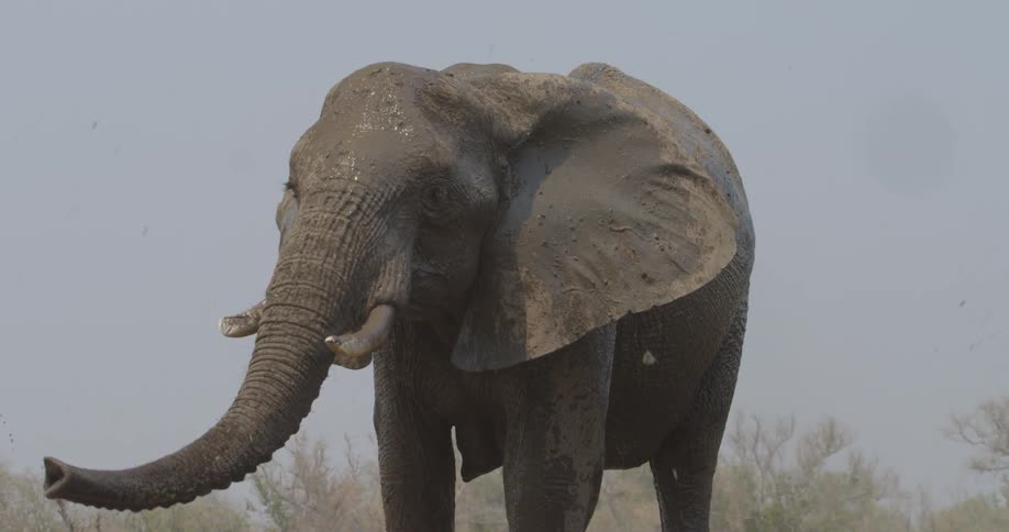 An elephant throwing dirt on itself