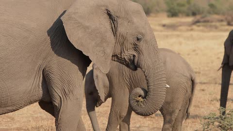 Elephants graze in a grassy field