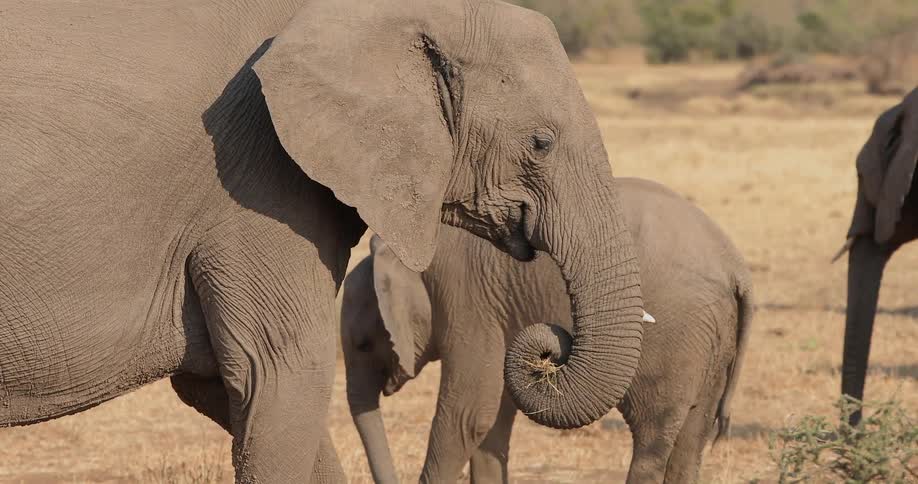 Elephants graze in a grassy field