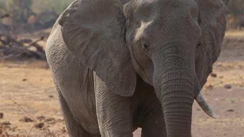 An elephant walking around in the dirt