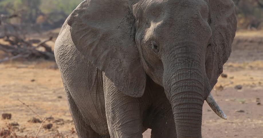An elephant walking around in the dirt