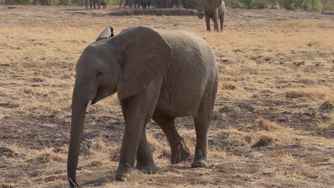 An elephant walking
