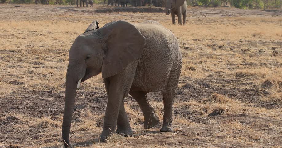 An elephant walking