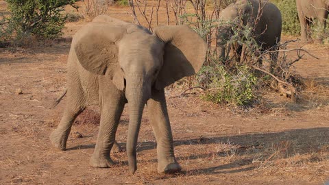 An elephant shaking its head