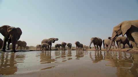 Herd of elephants at a watering hole