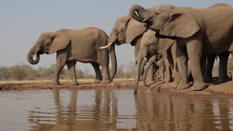 Herd of elephants drinking from a waterhole