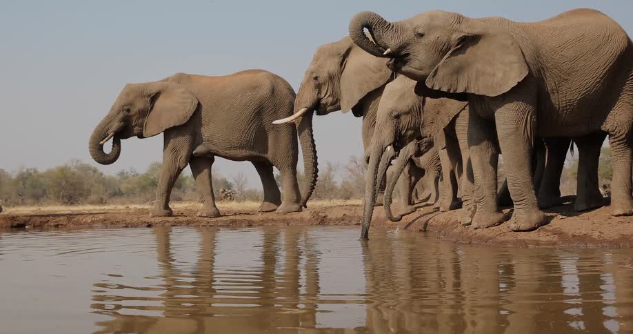 Herd of elephants drinking from a waterhole