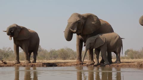 A heard of elephants drinking water