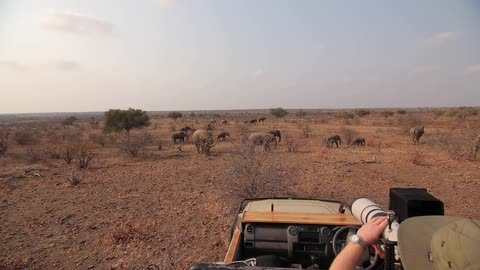 A man photographs animals on a safari