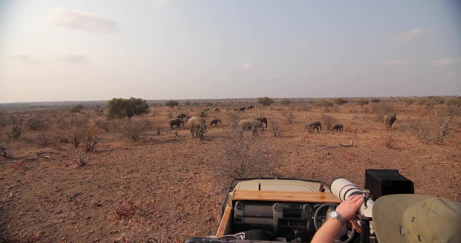 A man photographs animals on a safari