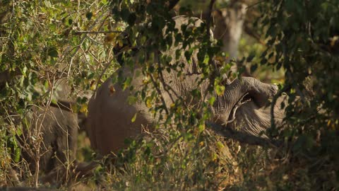 Two elephants playing in a wooded area