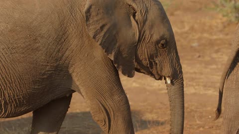 Elephants walking each other
