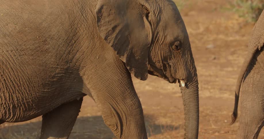 Elephants walking each other