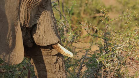 An elephant using his trunk to pull at a prickly plant